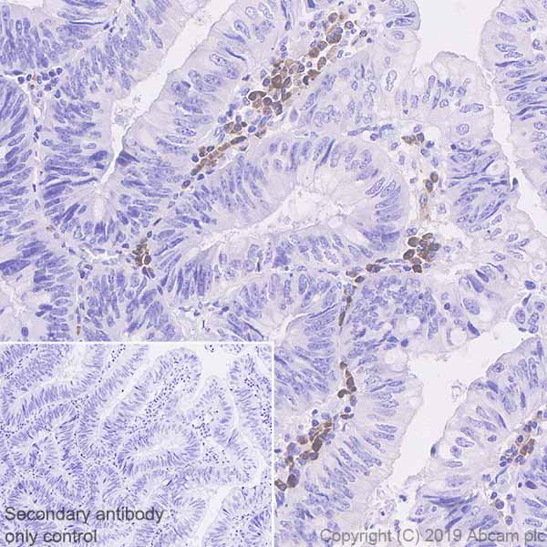 Immunohistochemistry (Formalin/PFA-fixed paraffin-embedded sections) - Anti-IL22 RA2/IL-22BP antibody [EPRR23006-70] - BSA and Azide free (AB267789)