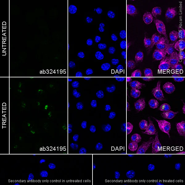 Immunocytochemistry/ Immunofluorescence - Anti-IL23A antibody [EPR25909-4] (AB324195)