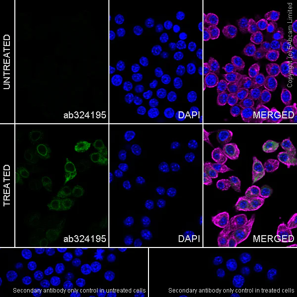 Immunocytochemistry/ Immunofluorescence - Anti-IL23A antibody [EPR25909-4] (AB324195)