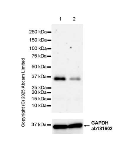 Western blot - Anti-IL23A antibody [EPR25909-4] (AB324195)