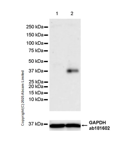 Western blot - Anti-IL23A antibody [EPR25909-4] (AB324195)