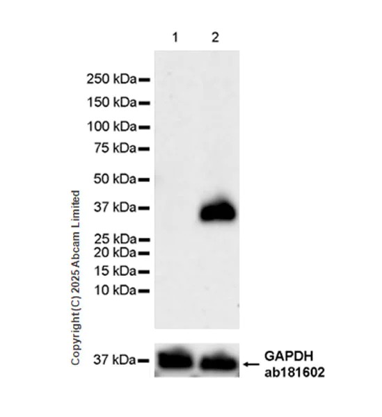 Western blot - Anti-IL23A antibody [EPR25909-4] (AB324195)
