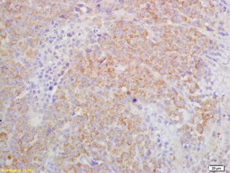 Immunohistochemistry (Formalin/PFA-fixed paraffin-embedded sections) - Anti-IL27RA/WSX-1 antibody (AB217627)