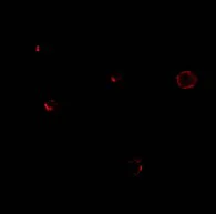 Immunocytochemistry/ Immunofluorescence - Anti-IL27RA/WSX-1 antibody (AB5997)