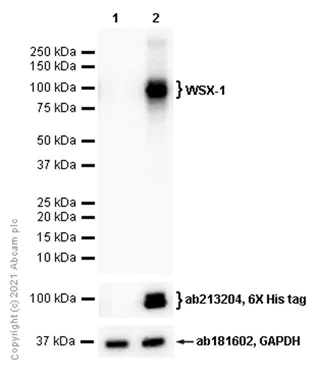 Western blot - Anti-IL27RA/WSX-1 antibody [EPR20863-3] (AB220359)
