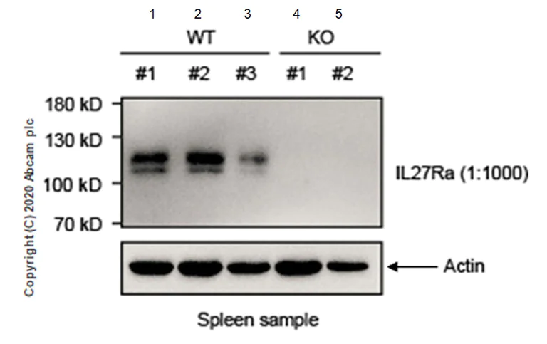 Western blot - Anti-IL27RA/WSX-1 antibody [EPR20863-3] - BSA and Azide free (AB273155)