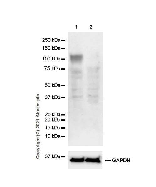 Western blot - Anti-IL27RA/WSX-1 antibody [EPR24560-54] - BSA and Azide free (AB282023)