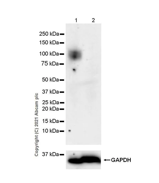 Western blot - Anti-IL27RA/WSX-1 antibody [EPR24560-54] - BSA and Azide free (AB282023)