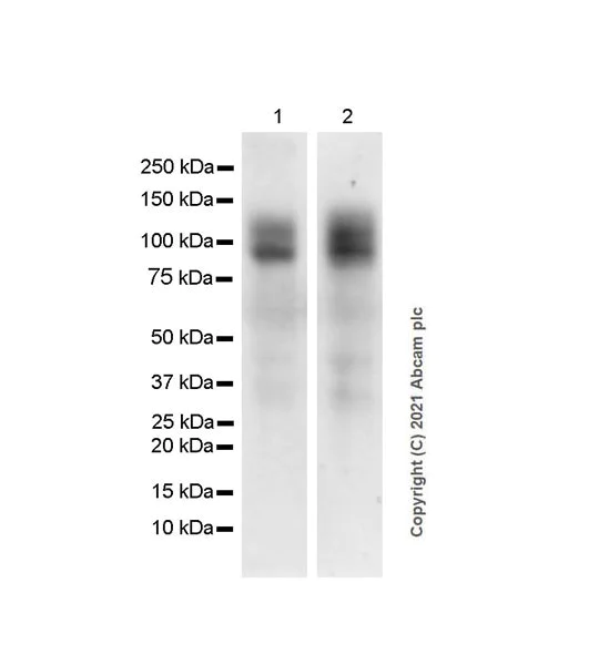 Western blot - Anti-IL27RA/WSX-1 antibody [EPR24560-54] - BSA and Azide free (AB282023)