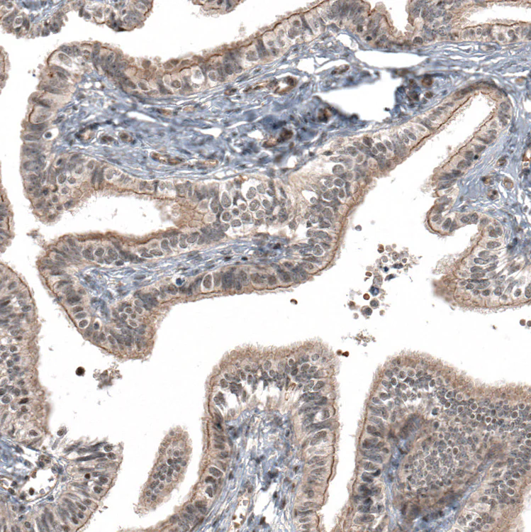 Immunohistochemistry (Formalin/PFA-fixed paraffin-embedded sections) - Anti-IL28RA antibody (AB224395)