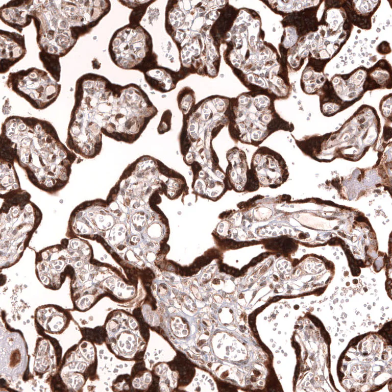 Immunohistochemistry (Formalin/PFA-fixed paraffin-embedded sections) - Anti-IL33 Antibody [CL13438] (AB327145)