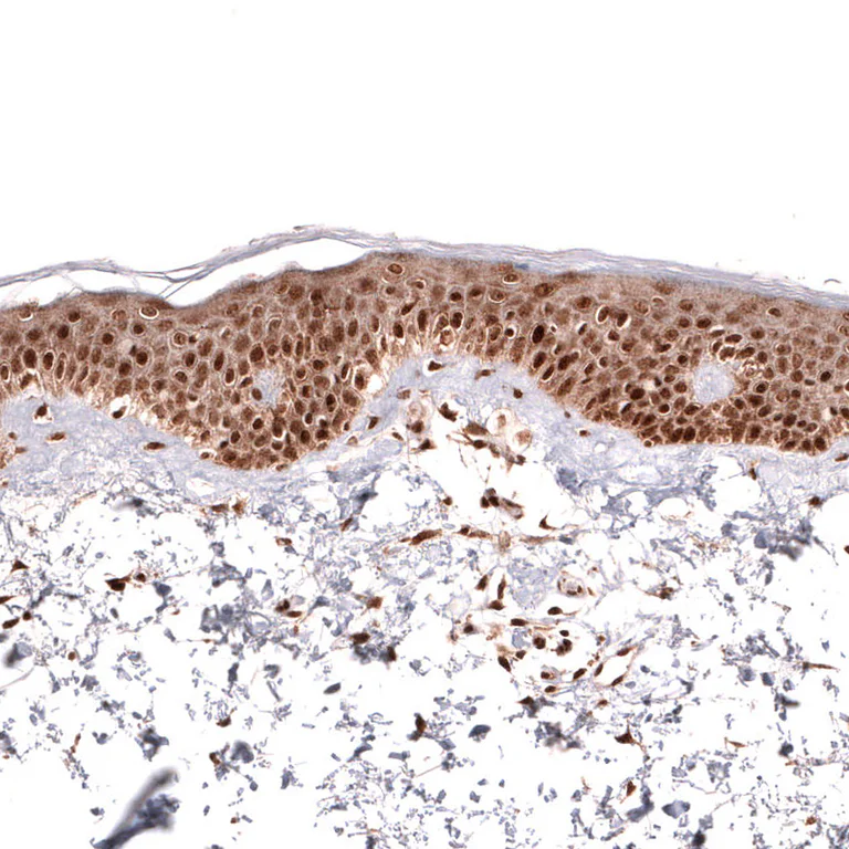 Immunohistochemistry (Formalin/PFA-fixed paraffin-embedded sections) - Anti-IL33 Antibody [CL13438] (AB327145)