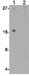 Western blot - Anti-IL36 alpha/IL-1F6 antibody - C-terminal (AB180909)