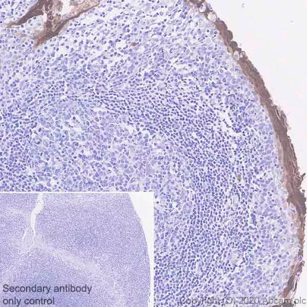 Immunohistochemistry (Formalin/PFA-fixed paraffin-embedded sections) - Anti-IL36 alpha/IL-1F6 antibody [EPR23089-87] (AB269271)