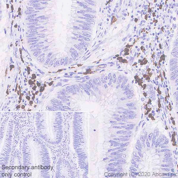 Immunohistochemistry (Formalin/PFA-fixed paraffin-embedded sections) - Anti-IL36 alpha/IL-1F6 antibody [EPR23089-87] (AB269271)