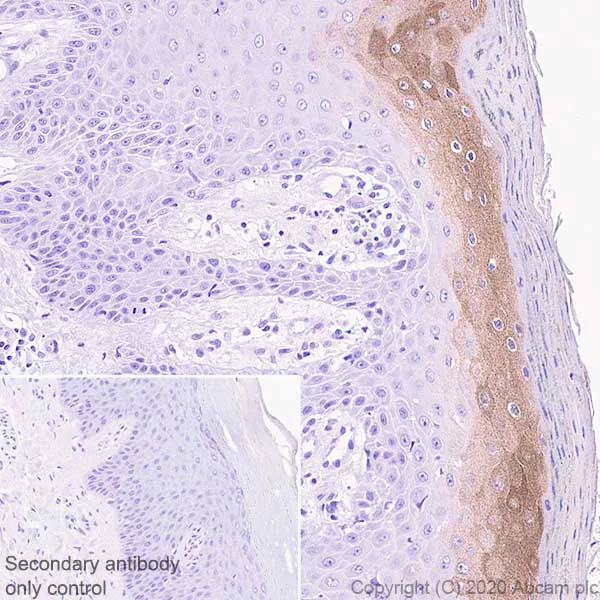 Immunohistochemistry (Formalin/PFA-fixed paraffin-embedded sections) - Anti-IL36 alpha/IL-1F6 antibody [EPR23089-87] (AB269271)