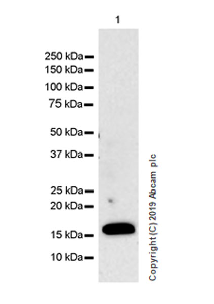 Western blot - Anti-IL36 alpha/IL-1F6 antibody [EPR23089-87] (AB269271), expandable thumbnail