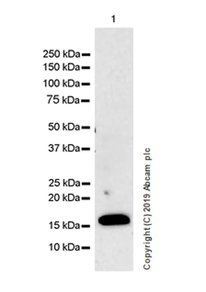 Western blot - Anti-IL36 alpha/IL-1F6 antibody [EPR23089-87] (AB269271)