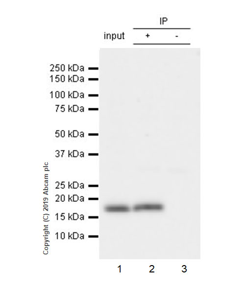 Immunoprecipitation - Anti-IL36 alpha/IL-1F6 antibody [EPR23089-87] - BSA and Azide free (AB270608), expandable thumbnail
