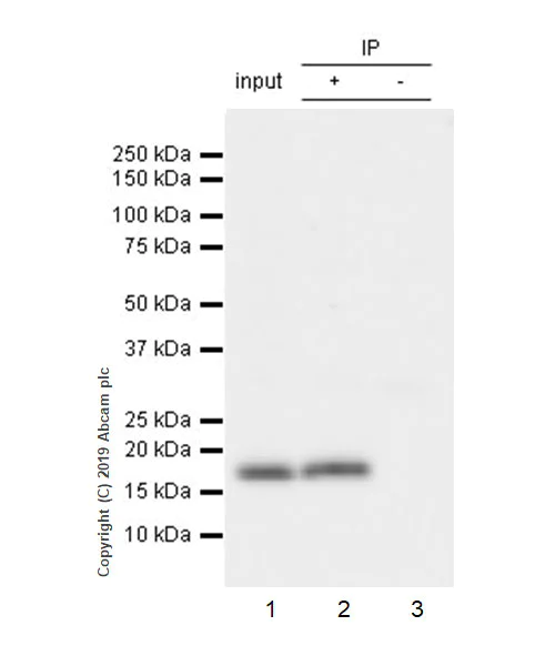 Immunoprecipitation - Anti-IL36 alpha/IL-1F6 antibody [EPR23089-87] - BSA and Azide free (AB270608)