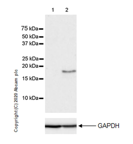 Western blot - Anti-IL36 alpha/IL-1F6 antibody [EPR23152-241] (AB269274)
