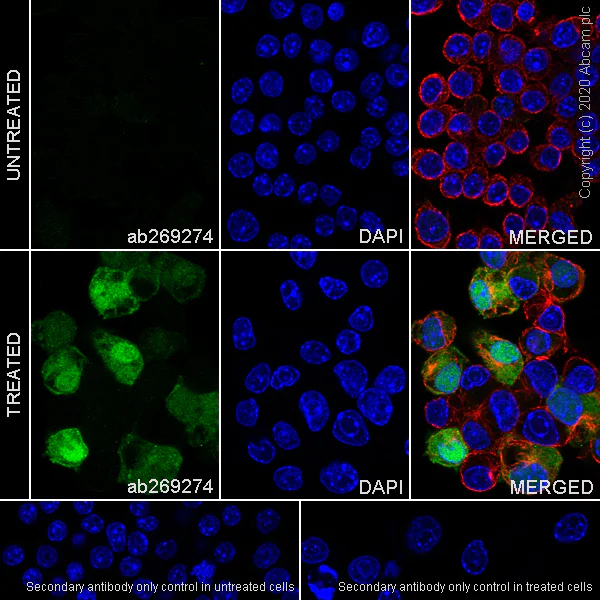 Immunocytochemistry/ Immunofluorescence - Anti-IL36 alpha/IL-1F6 antibody [EPR23152-241] - BSA and Azide free (AB272401)