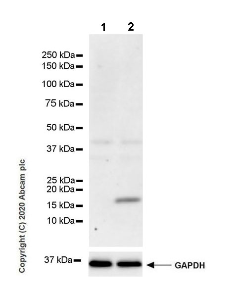 Western blot - Anti-IL36 gamma/IL-1F9 antibody [EPR23333-107] - BSA and Azide free (AB273095)