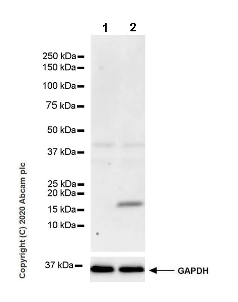 Western blot - Anti-IL36 gamma/IL-1F9 antibody [EPR23333-107] - BSA and Azide free (AB273095)