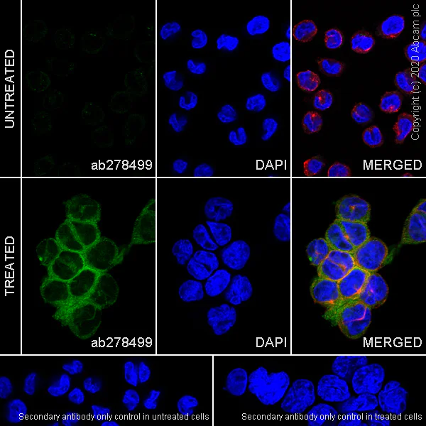Immunocytochemistry/ Immunofluorescence - Anti-IL37 antibody [EPR24011-161] (AB278499)