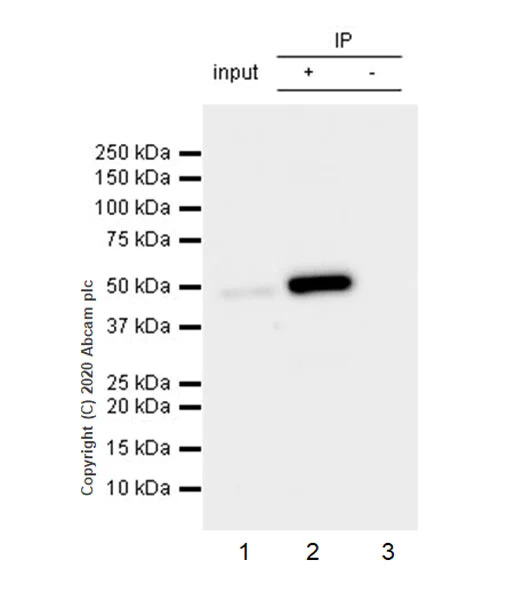 Immunoprecipitation - Anti-IL37 antibody [EPR24011-161] (AB278499)