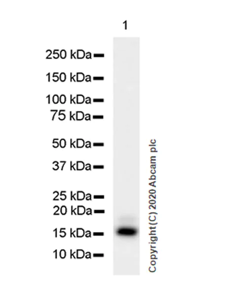 Western blot - Anti-IL37 antibody [EPR24011-161] (AB278499)