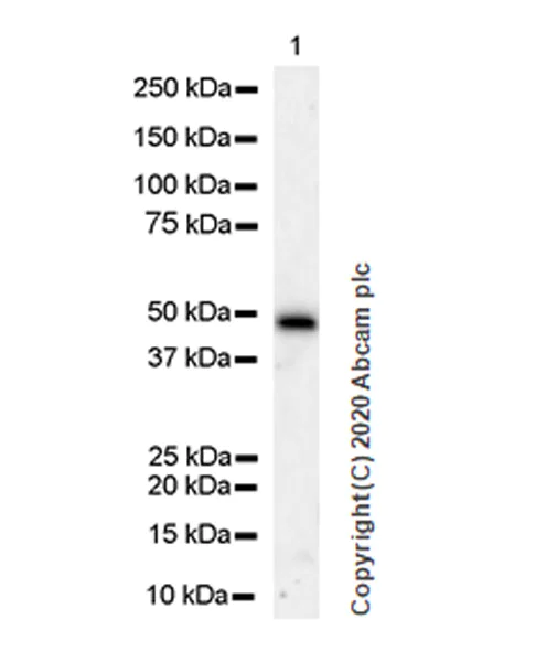 Western blot - Anti-IL37 antibody [EPR24011-161] (AB278499)