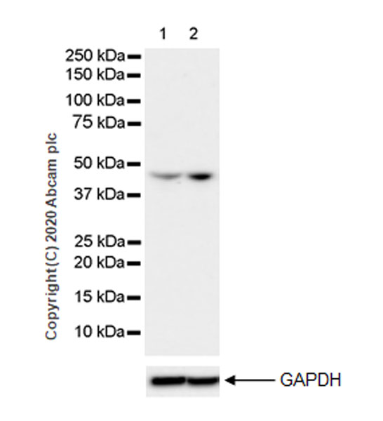 Western blot - Anti-IL37 antibody [EPR24011-161] (AB278499)
