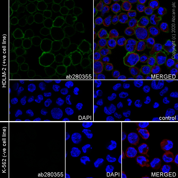 Anti-IL3RA/CD123 antibody [EPR24481-20] 20 ul size (ab280355) | Abcam