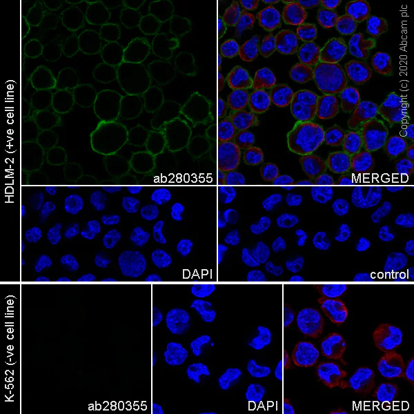 Immunocytochemistry/ Immunofluorescence - Anti-IL3RA/CD123 antibody [EPR24481-20] (AB280355)