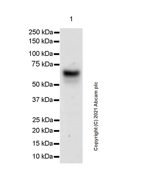 Western blot - Anti-IL3RA/CD123 antibody [EPR24481-20] - BSA and Azide free (AB280370)