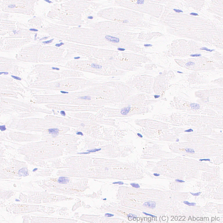 Immunohistochemistry (Formalin/PFA-fixed paraffin-embedded sections) - Anti-IL4 antibody [EPR25269-115] (AB300138)