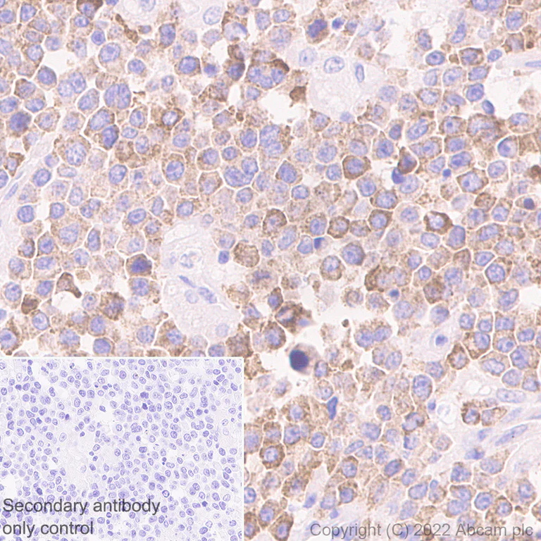 Immunohistochemistry (Formalin/PFA-fixed paraffin-embedded sections) - Anti-IL4 antibody [EPR25269-115] (AB300138)