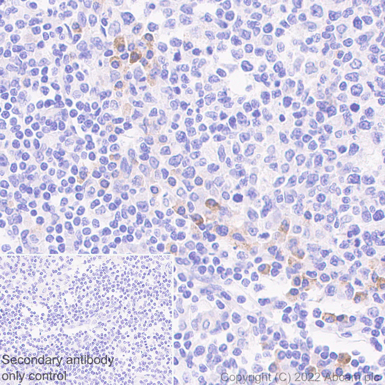 Immunohistochemistry (Formalin/PFA-fixed paraffin-embedded sections) - Anti-IL4 antibody [EPR25269-115] (AB300138)