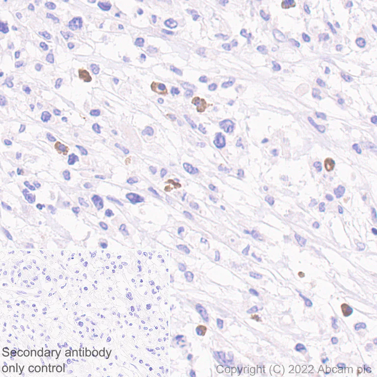Immunohistochemistry (Formalin/PFA-fixed paraffin-embedded sections) - Anti-IL4 antibody [EPR25269-115] (AB300138)