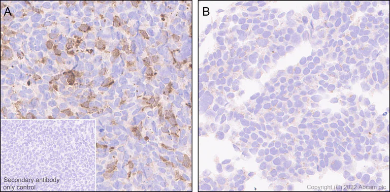 Immunohistochemistry (Formalin/PFA-fixed paraffin-embedded sections) - Anti-IL4 antibody [EPR25269-115] (AB300138)