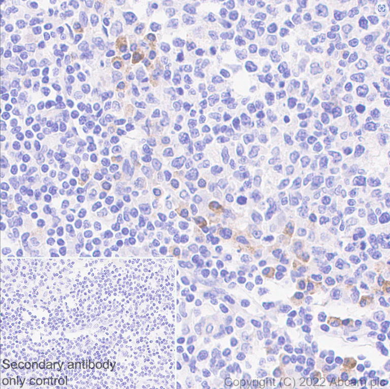 Immunohistochemistry (Formalin/PFA-fixed paraffin-embedded sections) - Anti-IL4 antibody [EPR25269-115] (AB300138)
