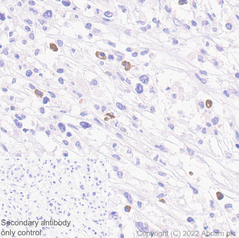 Immunohistochemistry (Formalin/PFA-fixed paraffin-embedded sections) - Anti-IL4 antibody [EPR25269-115] (AB300138)