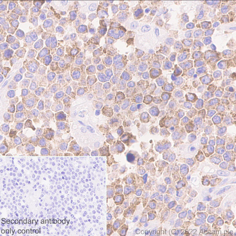 Immunohistochemistry (Formalin/PFA-fixed paraffin-embedded sections) - Anti-IL4 antibody [EPR25269-115] (AB300138)