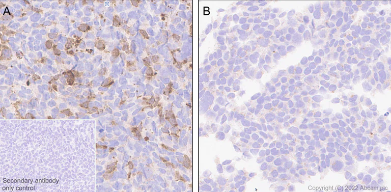 Immunohistochemistry (Formalin/PFA-fixed paraffin-embedded sections) - Anti-IL4 antibody [EPR25269-115] (AB300138)