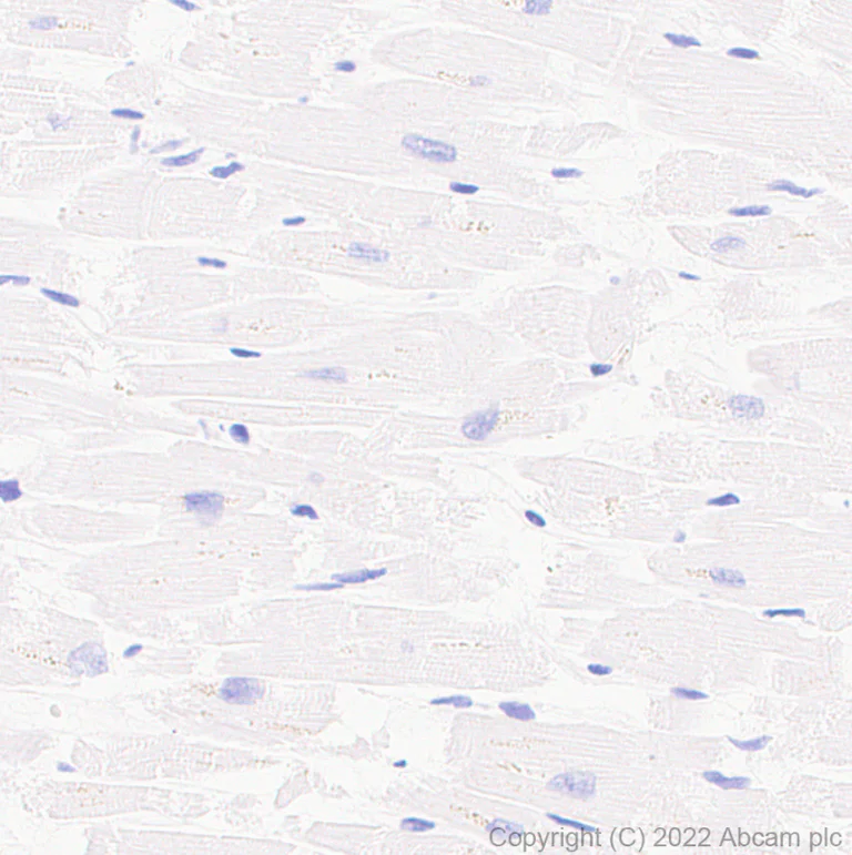 Immunohistochemistry (Formalin/PFA-fixed paraffin-embedded sections) - Anti-IL4 antibody [EPR25269-115] (AB300138)