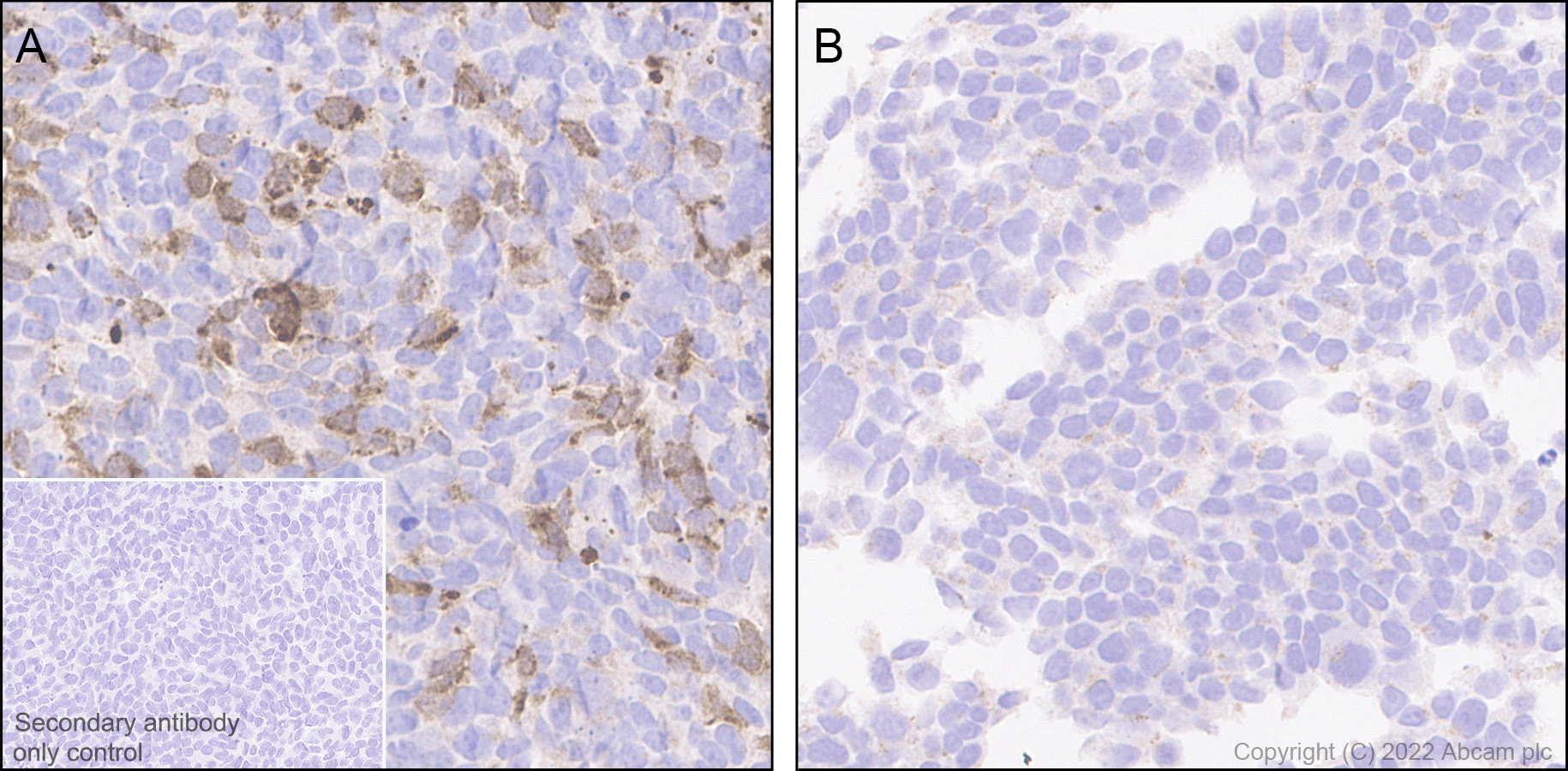 Anti-IL4 antibody [EPR25269-115] (BSA and Azide free)