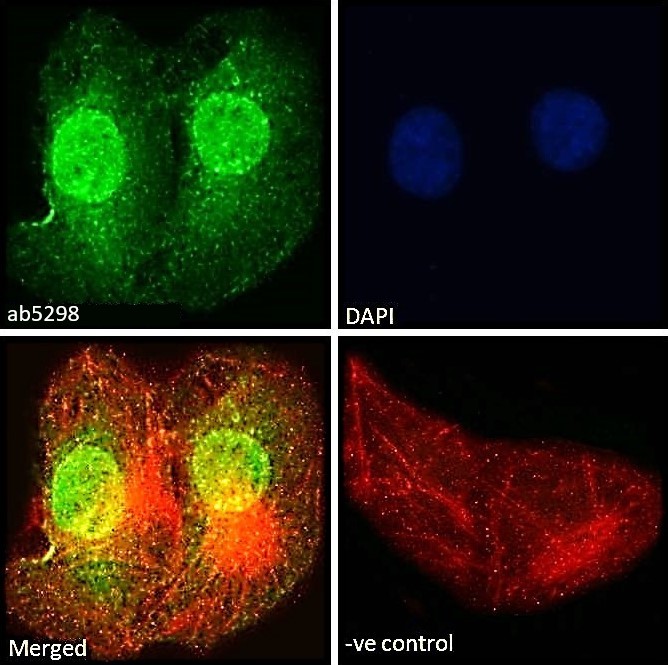 Immunocytochemistry/ Immunofluorescence - Anti-ILF1 antibody (AB5298), expandable thumbnail