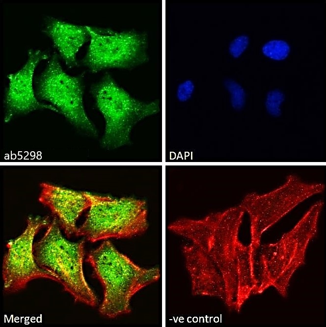 Immunocytochemistry/ Immunofluorescence - Anti-ILF1 antibody (AB5298), expandable thumbnail