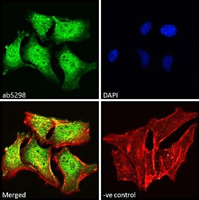 Immunocytochemistry/ Immunofluorescence - Anti-ILF1 antibody (AB5298)